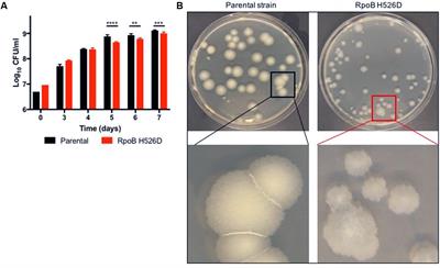 Frontiers | Altered Mycobacterium Tuberculosis Cell Wall Metabolism And ...